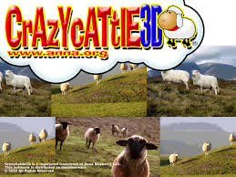 Crazy Cattle 3D cover