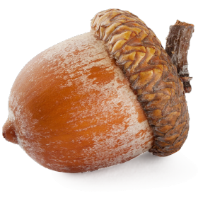 Nut Simulator cover
